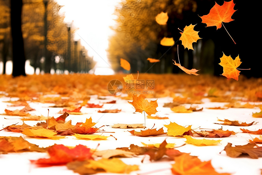 秋叶落地的美丽景观图片