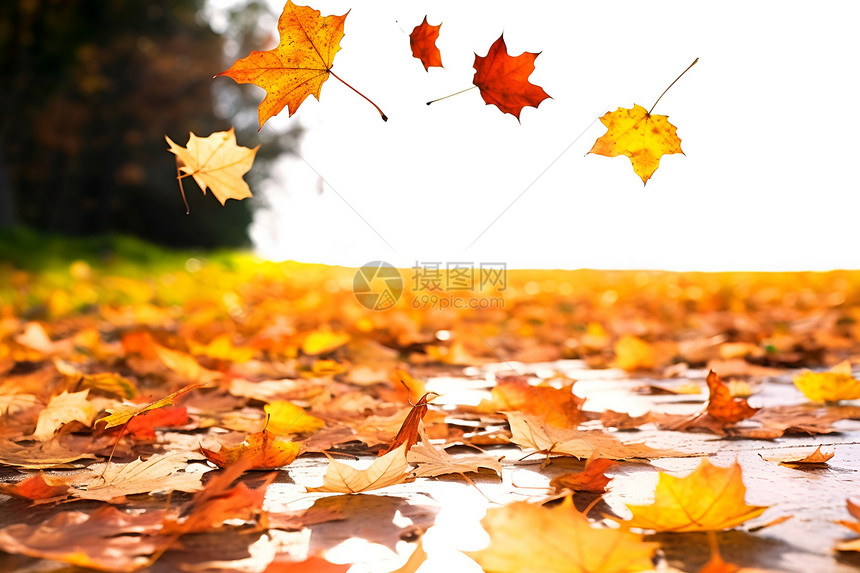 金黄色的秋季公园景观图片