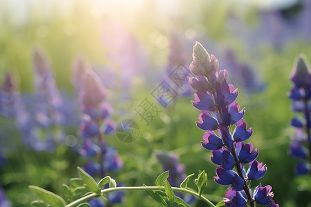 花园中盛开的紫色花朵背景图片