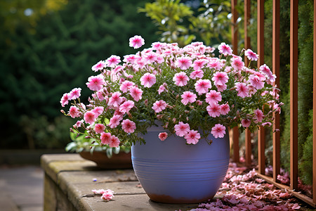 植物盆蓝色盆里的粉色花朵背景