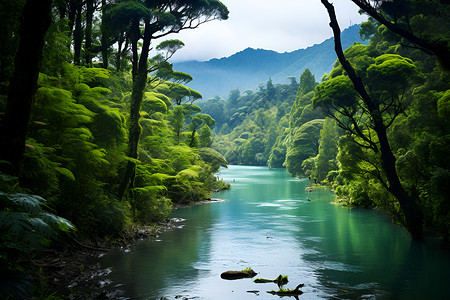 繁茂森林中的湖面背景图片