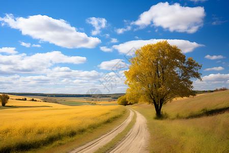 金黄田野里的的道路背景图片