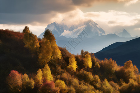 秋季金黄的树木背景图片
