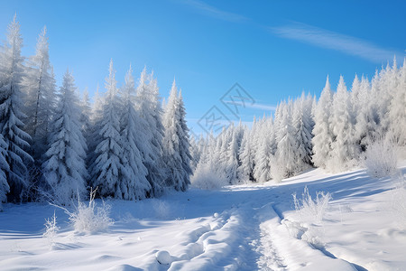 白雪覆盖的森林背景图片