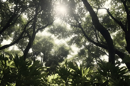 夏日热带的森林背景图片