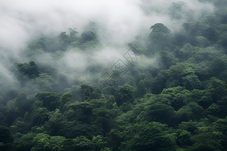 烟雾缭绕的山林云雾缭绕中的山林背景