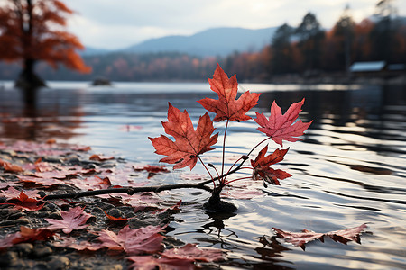 树叶漂浮在水上枫叶漂浮在水面背景