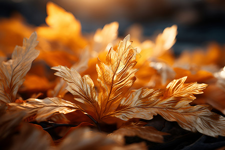 秋叶之美背景图片