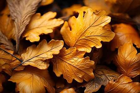 金黄秋叶背景图片