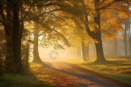 秋季森立中的光芒背景图片