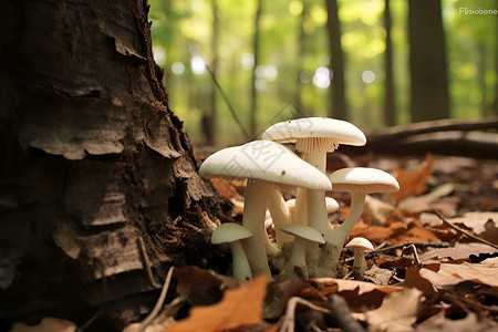 森林中的白色蘑菇背景图片