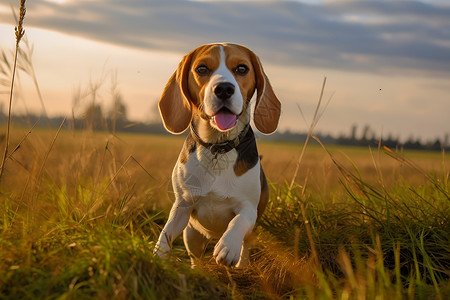 比格犬草地上的快乐小狗背景