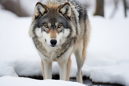 狼在雪地上行走背景图片