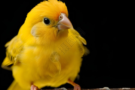 可爱羽毛黄色的小鸟在树枝上背景