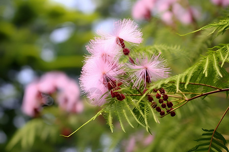 丝绸中的花海高清图片