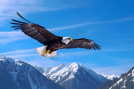 雪山之鹰翱翔的鹰背景
