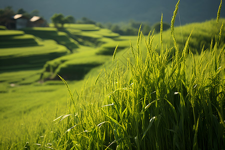 田园的绿色风光背景图片