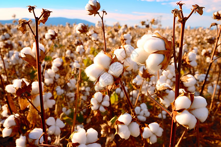 农田里的棉花背景图片