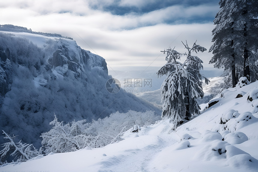 翠绿森林白雪皑皑图片