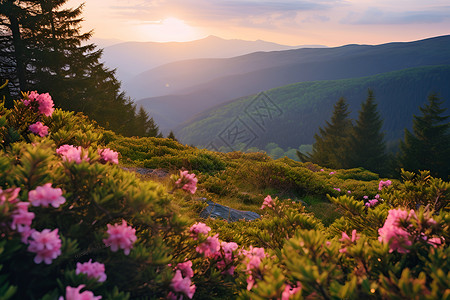 山顶晚霞与前景粉红花朵高清图片