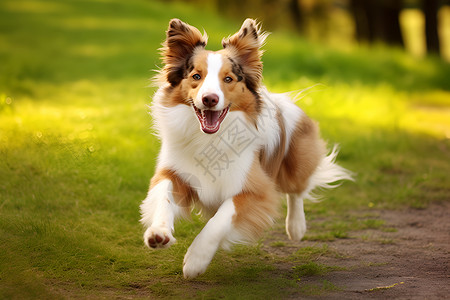 户外宠物开心的狗狗在草地上奔跑背景