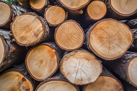 一堆木材圆木伐木业高清图片
