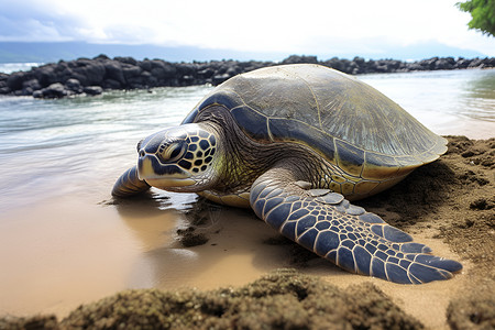 宁静海滩上的海龟背景图片