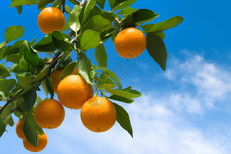 云中熟橙农业果园高清图片