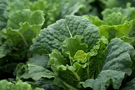 冬季健康蔬菜背景图片