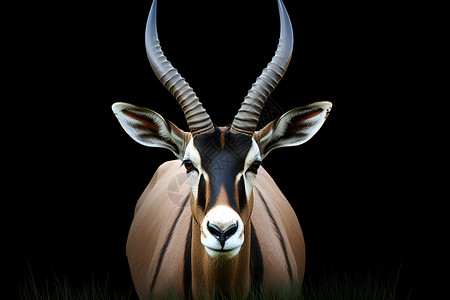 草原上观望的羚羊背景图片