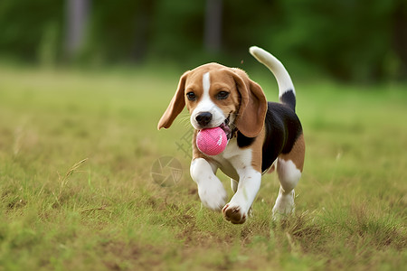 草地上玩球的小狗背景