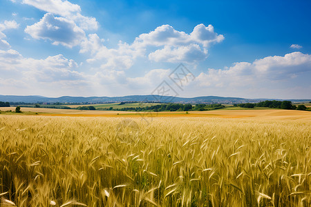 丰收的麦田景色背景图片