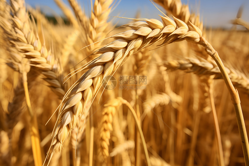 金色麦田的麦穗图片