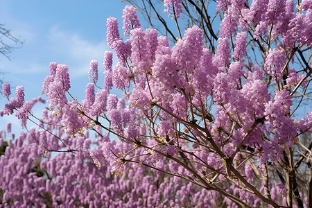 细枝上的花朵背景图片