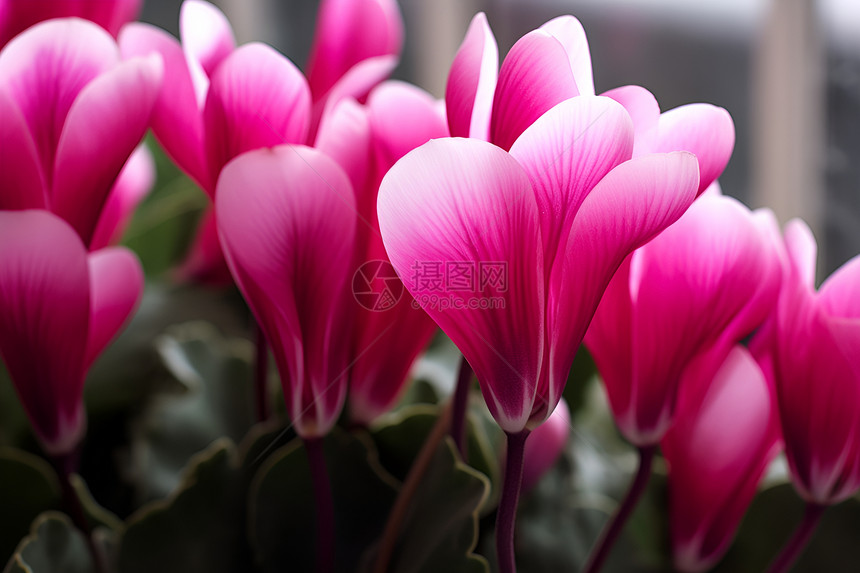 粉色的植物花朵图片