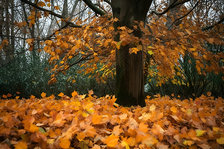 秋日林间的落叶背景图片