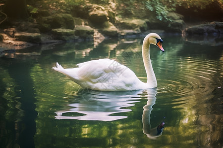 白天鹅在池塘背景图片
