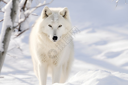 冬日孤独的白狼背景图片