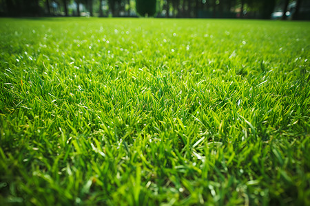 绿色草皮清新绿色草地背景