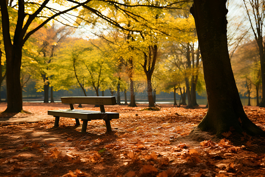 秋日树林里的凳子图片