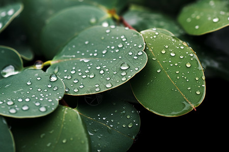 水珠洒在绿叶上背景图片