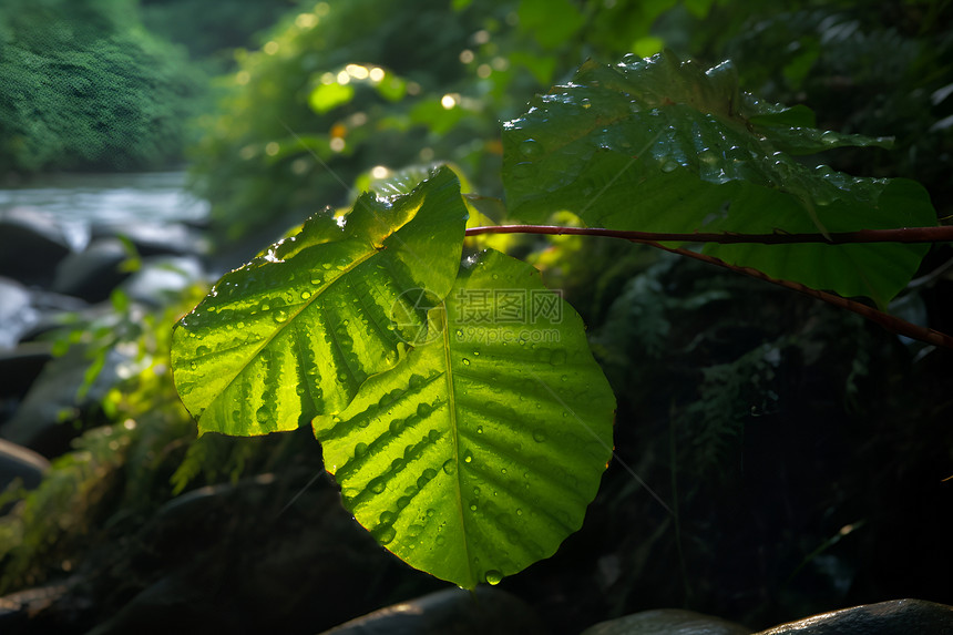翠绿树叶上的微光图片