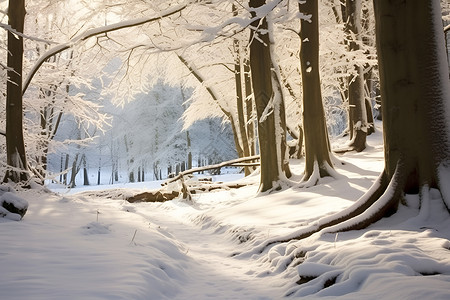 冬日结冰的树木背景图片