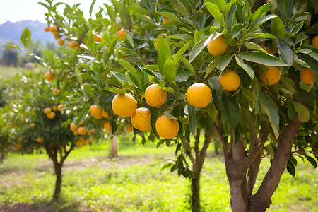 果园里成熟的柑橘树背景图片