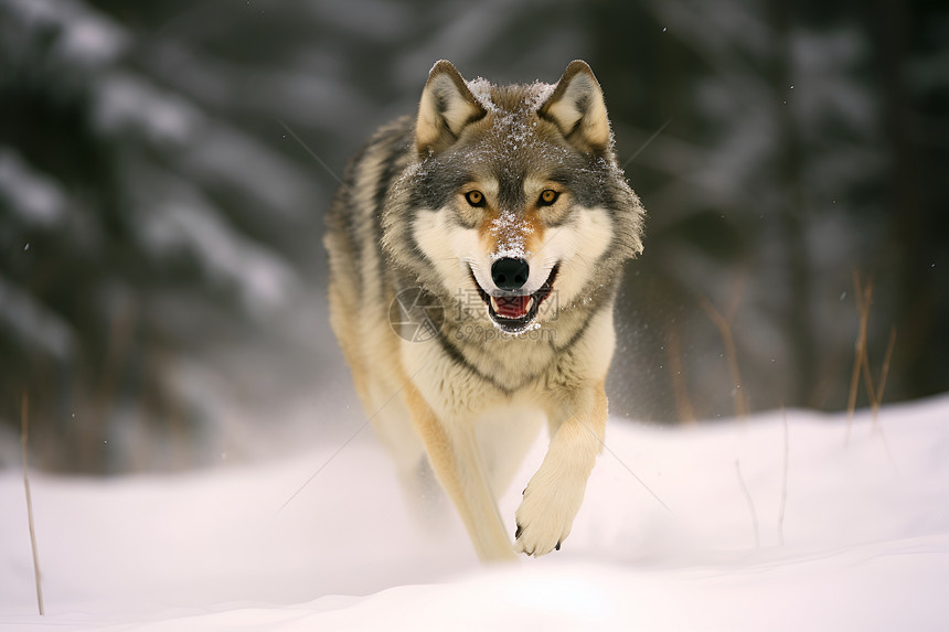 狼在雪地里奔跑图片