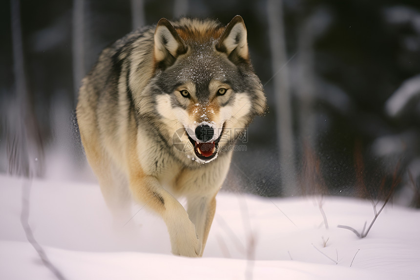 狼在雪地中奔跑图片