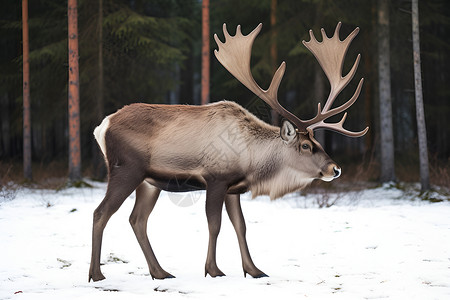 驯鹿素材雪地中大角鹿背景