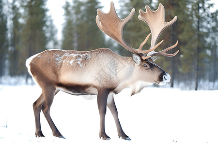 雪中的一只雄性驯鹿高清图片