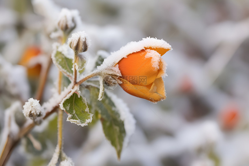 雪中冷冻的鲜花图片