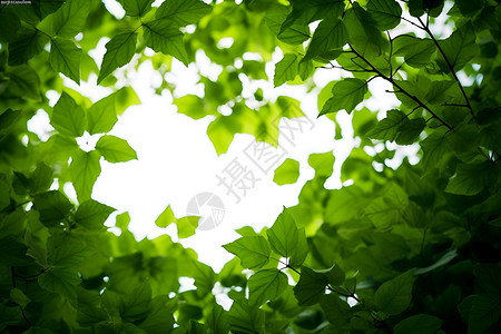 茂盛枝叶的大树背景图片